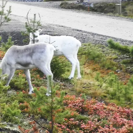 Yllaesriemu