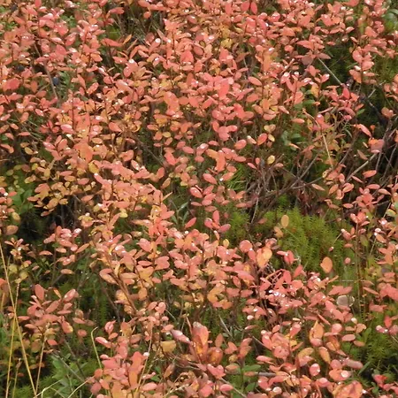 Appartement Yllasriemu Äkäslompolo