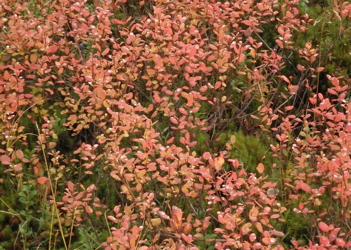 Lägenhet Yllaesriemu Äkäslompolo